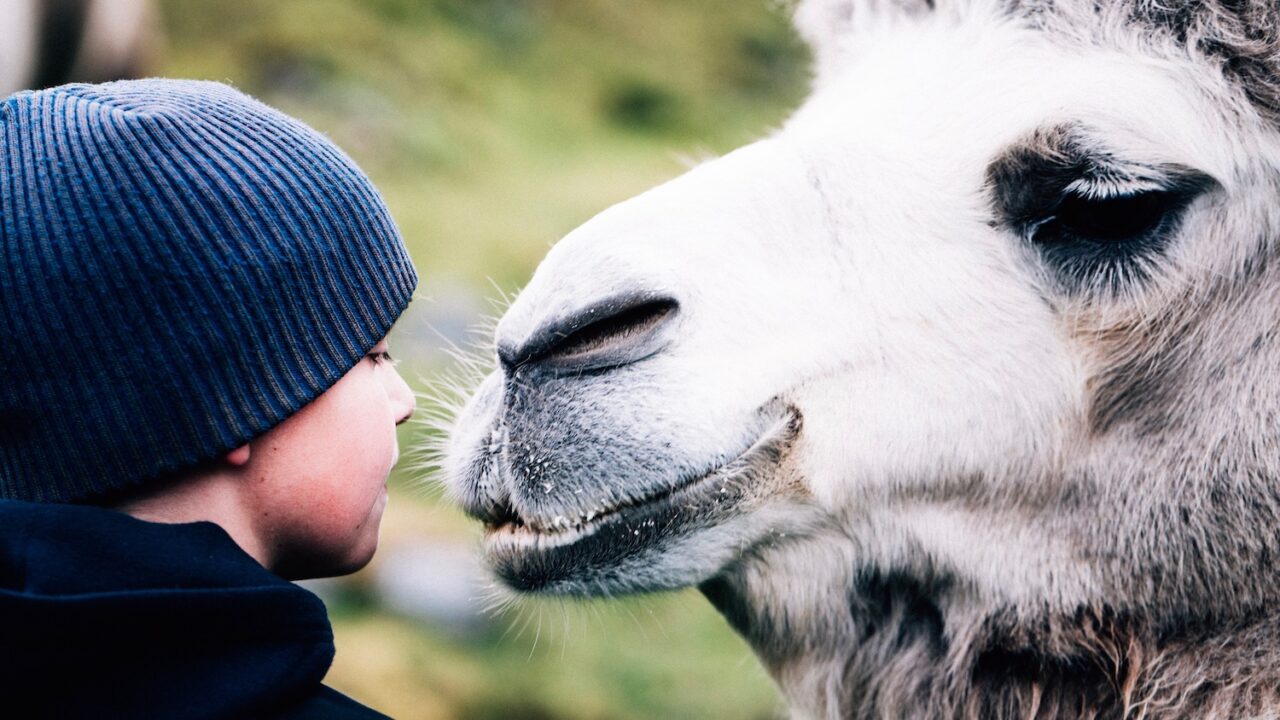  The Arctic Camels