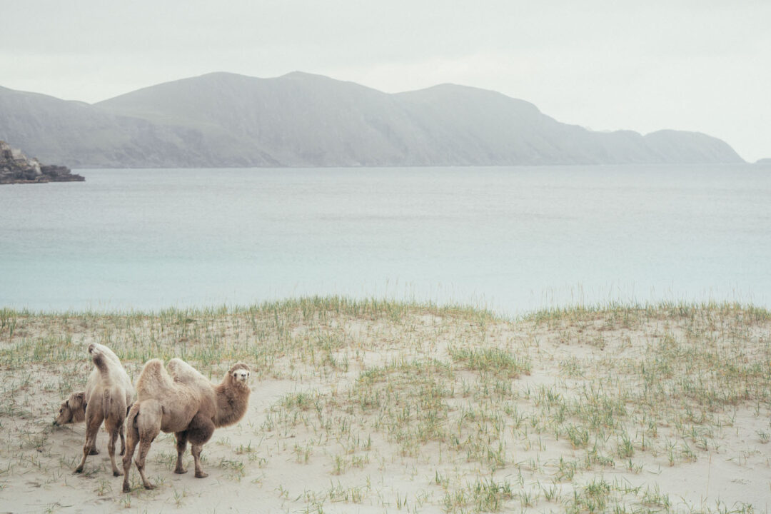  The Arctic Camels