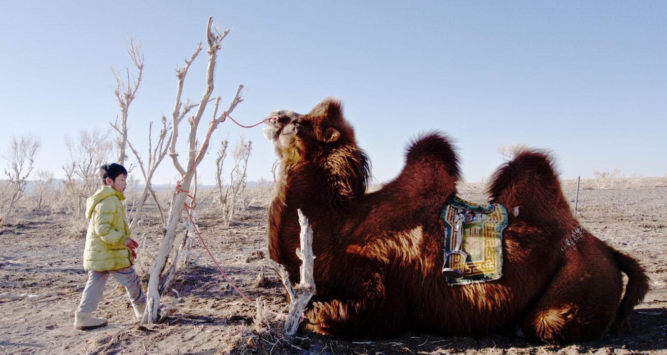  The Arctic Camels